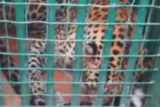 Special team of Nehru Zoo Park rescues Leopard