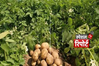 Etv Bharat production of Potato in Agra