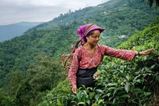 tea production