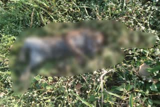 Leopard Died In Sangli