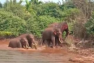 elephant-plague-at-chikkamagalur-district