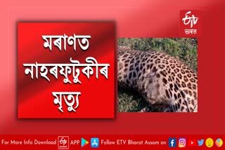 Leopard Death at Moran