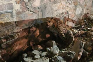 Leopard accident in jaipur