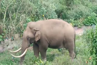 wild elephant Padayappa in front of house  wild elephant Padayappa Frightened couple  wild elephant Padayappa  ദേവികുളം ലാക്കാട് ഫാക്‌ടറി  മുറ്റത്ത് നിലയുറപ്പിച്ച് പടയപ്പ  wild elephant attack in Idukki  പടയപ്പ  പടയപ്പ എന്ന ആന  മാട്ടുപ്പെട്ടി  മൂന്നാർ  ദേവികുളം