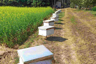 Training of apiculture to farmers in Dumka