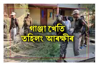 Bilasipara Police Seized and destroyed Ganja Plants