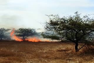 Fire broke out in shivpuri Madhav National Park