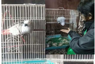 UP: Parrot reunited with its 'mummy papa', thanks to cops