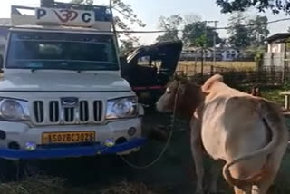 Smugglers arrested with cattle in Rupahihat