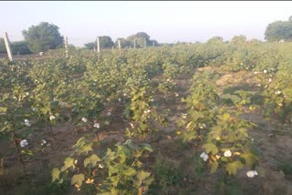 cotton farmers in Rajasthan