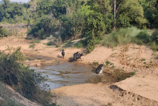 forest buffaloes