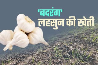 Garlic acreage reduced in Kota division