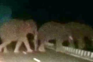 Wild Elephants crossing the roads