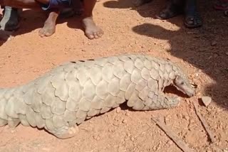 Pangolin found in Shivni village of Mohla Manpur