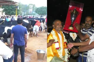 Cow milking competition in Anekal