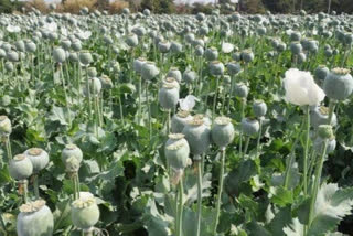 A renewed controversy over opium cultivation in Punjab