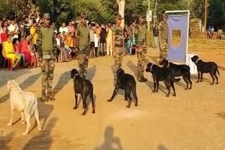 army dog squard show