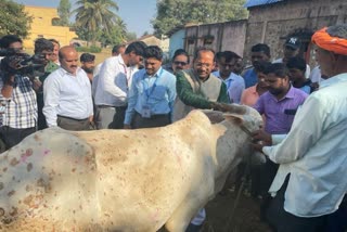 Animal Husbandry Minister Prabhu B. Chavan inspected the cattle affected by skin nodule