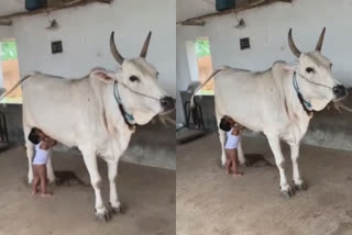 Cow breastfeeding child is the cutest video you will see on internet today