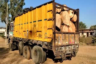 shahdol police caught truck full of illegal wood