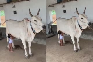 cow breastfed the boy  the video went viral