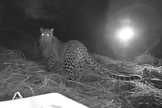 Leopards getting violent in Palamu