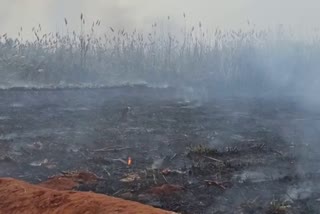 A burnt sugarcane field