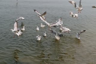 siberian bird in yamunanagar