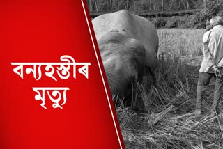 Man Elephant Conflict in Assam