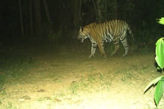 Tiger seen in Katghora forest division