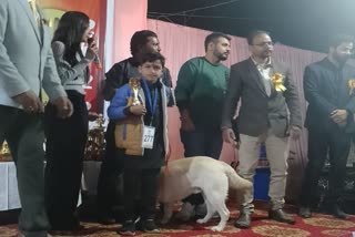Dog show organized in Bilaspur