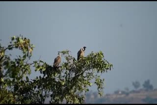 વલસાડમાં કપરાડામાં જોવા મળતા ગીધની સંખ્યામાં થયો વધારો