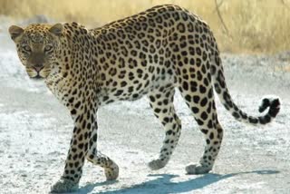leopard-killed-seven-year-old-girl-in-jharkhand
