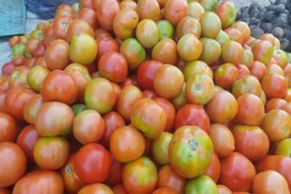 Chhindwara tomato Rate