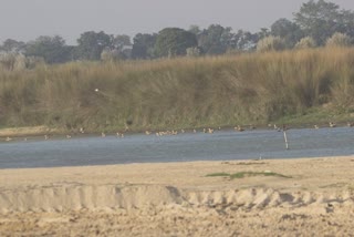 Bird migration at Purbasthali