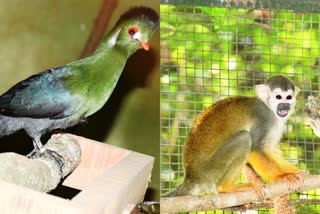 New animals and birds brought to Pilikula Zoo from Green Zoo, Gujarat