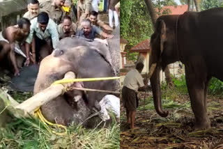 അടിതെറ്റി ചതുപ്പില്‍ വീണ് ആന അടിതെറ്റി ചതുപ്പില്‍ വീണ് ആന തിരുവനന്തപുരം കൊമ്പന് താങ്ങായി ഫയര്‍ഫോഴ്‌സ് വലിയശാല കാന്തള്ളൂര്‍ ശിവ ക്ഷേത്രത്തിലെ ആന തിരുവനന്തപുരം തിരുവനന്തപുരം ഇന്നത്തെ വാര്‍ത്ത captive elephant fell into wetland rescued thiruvananthapuram