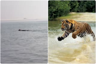 Royal Bengal Tiger in Guwahati