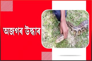 Python rescued in Sivasagar