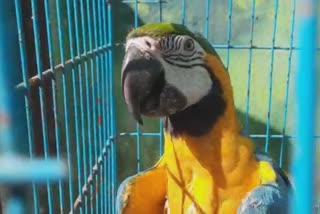 Indore Macau parrot Hungama