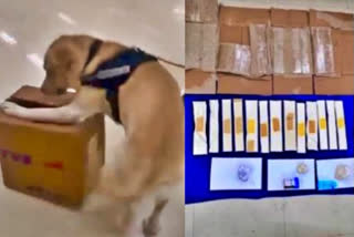 Sniffer dog Orio busts Ugandan female drug smuggler at Chennai airport