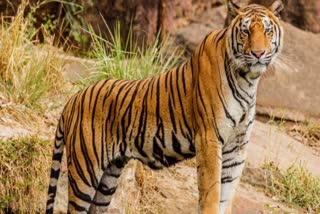 Royal Bengal Tiger in Umananda Temple