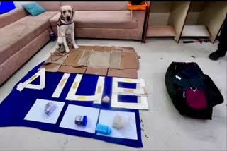 Sniffer dog Orio  സ്‌നിഫർ ഡോഗ് ഓറിയോ  sniffer dog helped Customs  Chennai International Airport  drug seized ibn chennai airport  sniffer dog  ചെന്നൈ വിമാനത്താവളം  drug seized  Ugandan female drug smuggler  Chennai airport