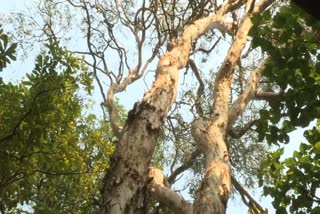 નડીયાદ ખાતે આવેલું રાજ્યનું એકમાત્ર ભોજપત્રીનું હેરિટેજ વૃક્ષ