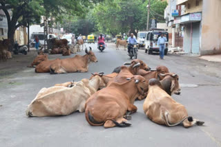 ઢોર પકડવાની કામગીરી તેજ