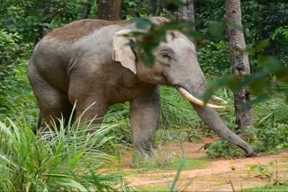 Compensation to elephant victims in Katghora forest range