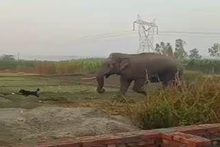Elephants Entered in Residential area