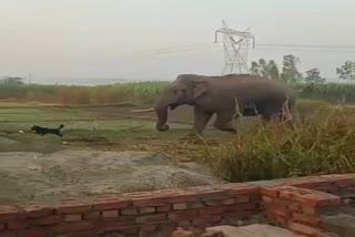 Wild elephant on a rampage in doiwala of Dehradun