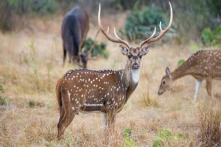 Anuppur Forest range Bijuri