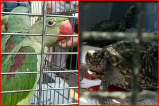 Parrots Turtles Rescued